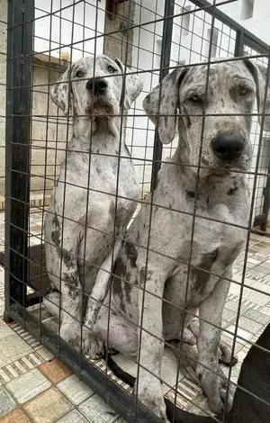 3-6 months Male Purebred Great Dane