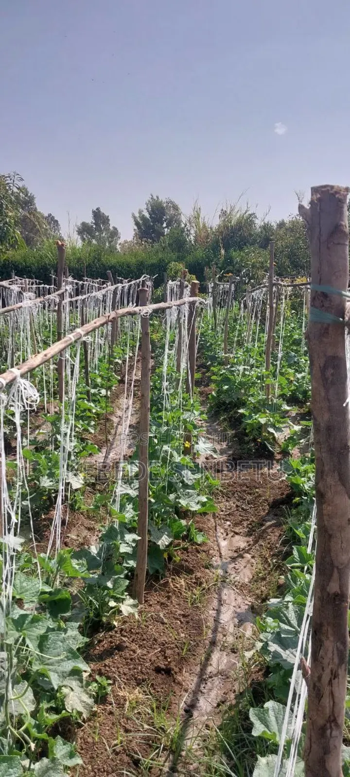 Agricultural Land for Rent