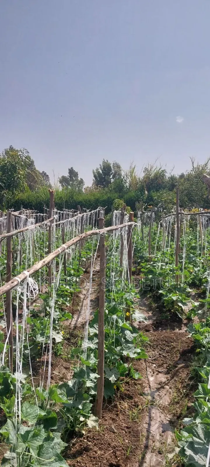 Agricultural Land for Rent