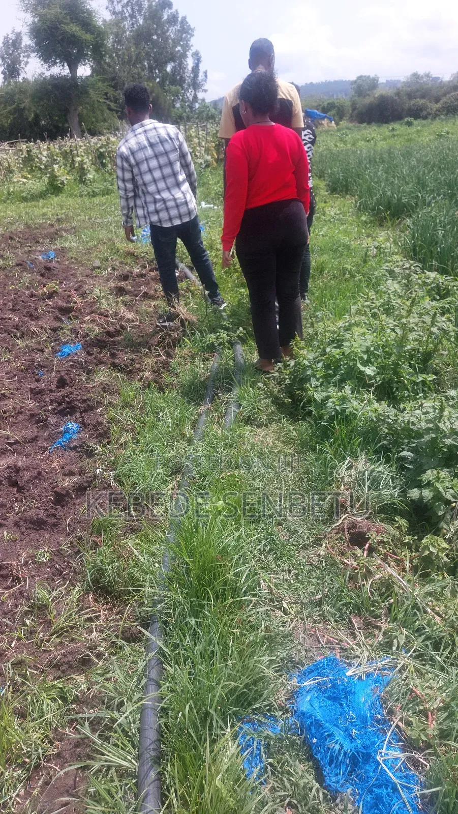 Agricultural Land for Rent