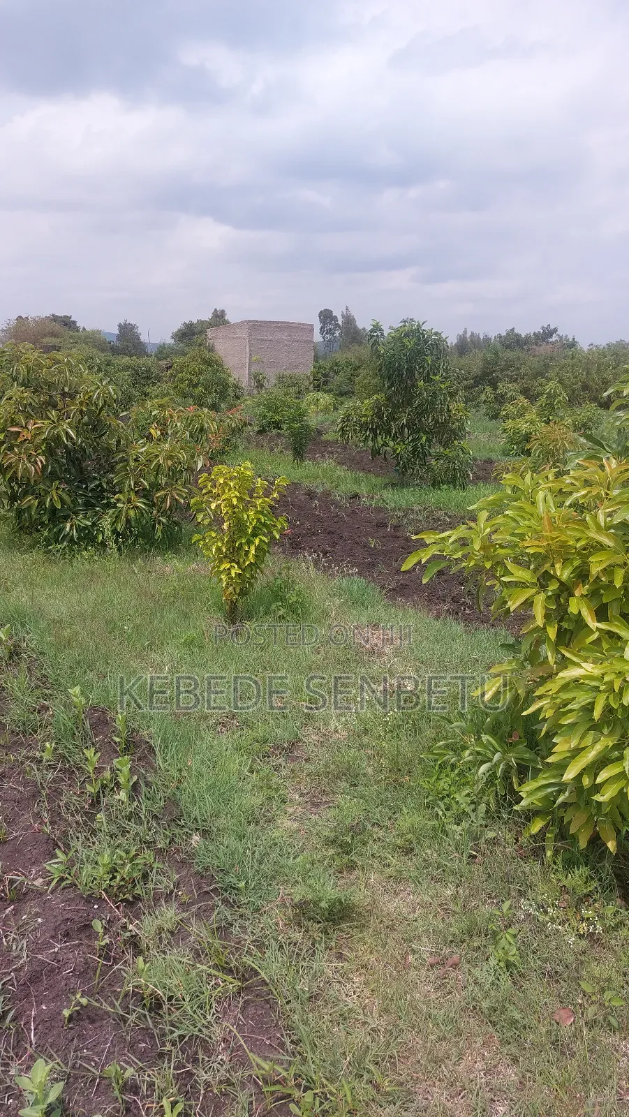 Agricultural Land for Rent