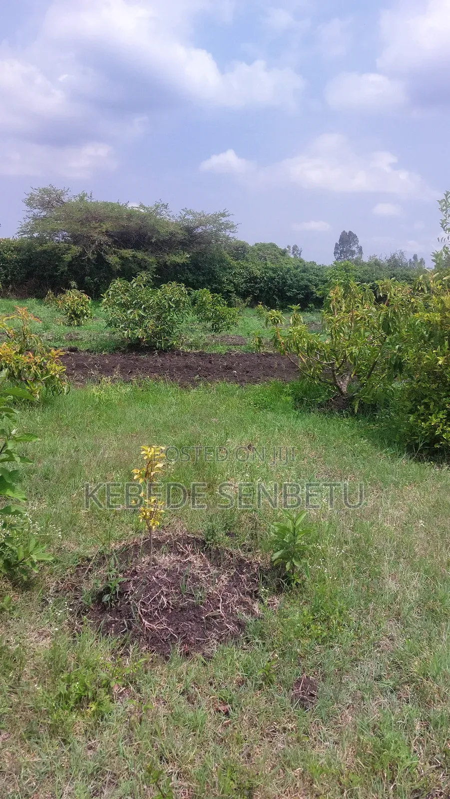 Agricultural Land for Rent