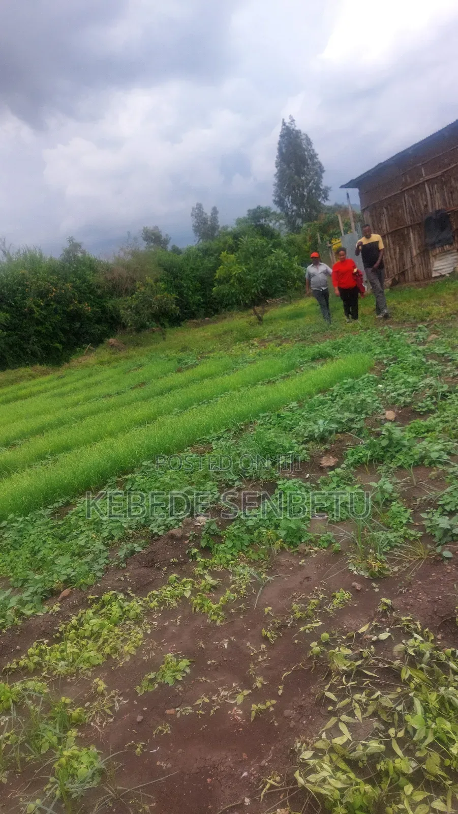 Agricultural Land for Rent