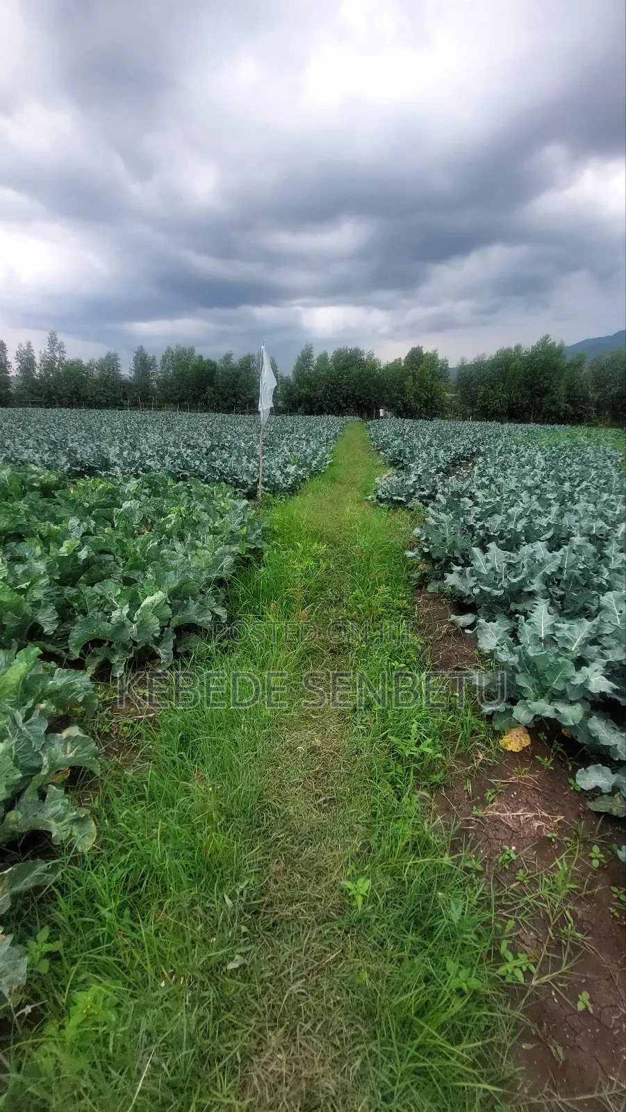 Agricultural Land for Rent
