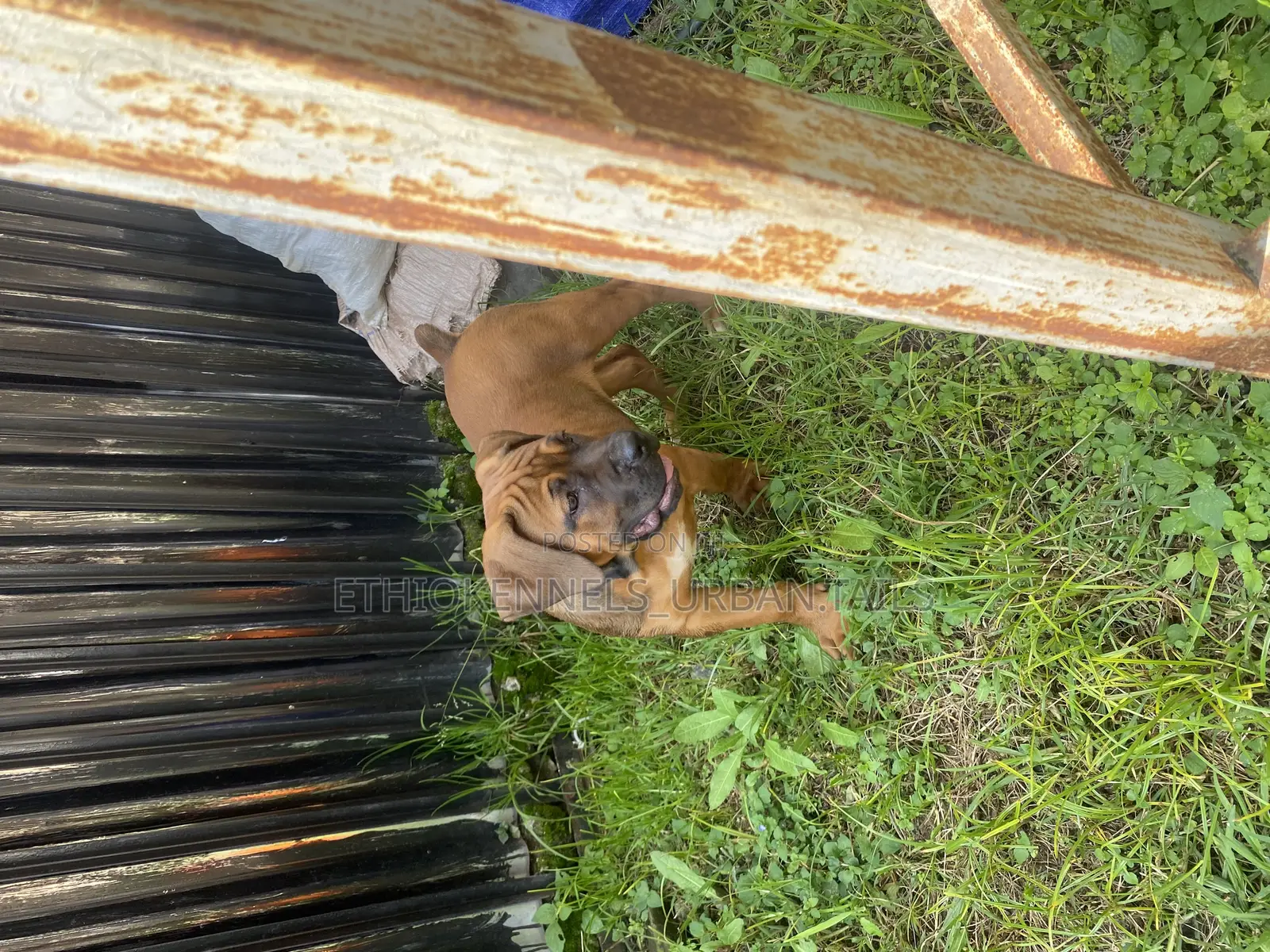 1-3 months Male Purebred Boerboel