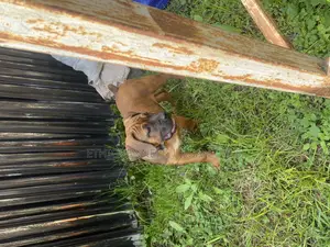 Photo - 1-3 months Male Purebred Boerboel