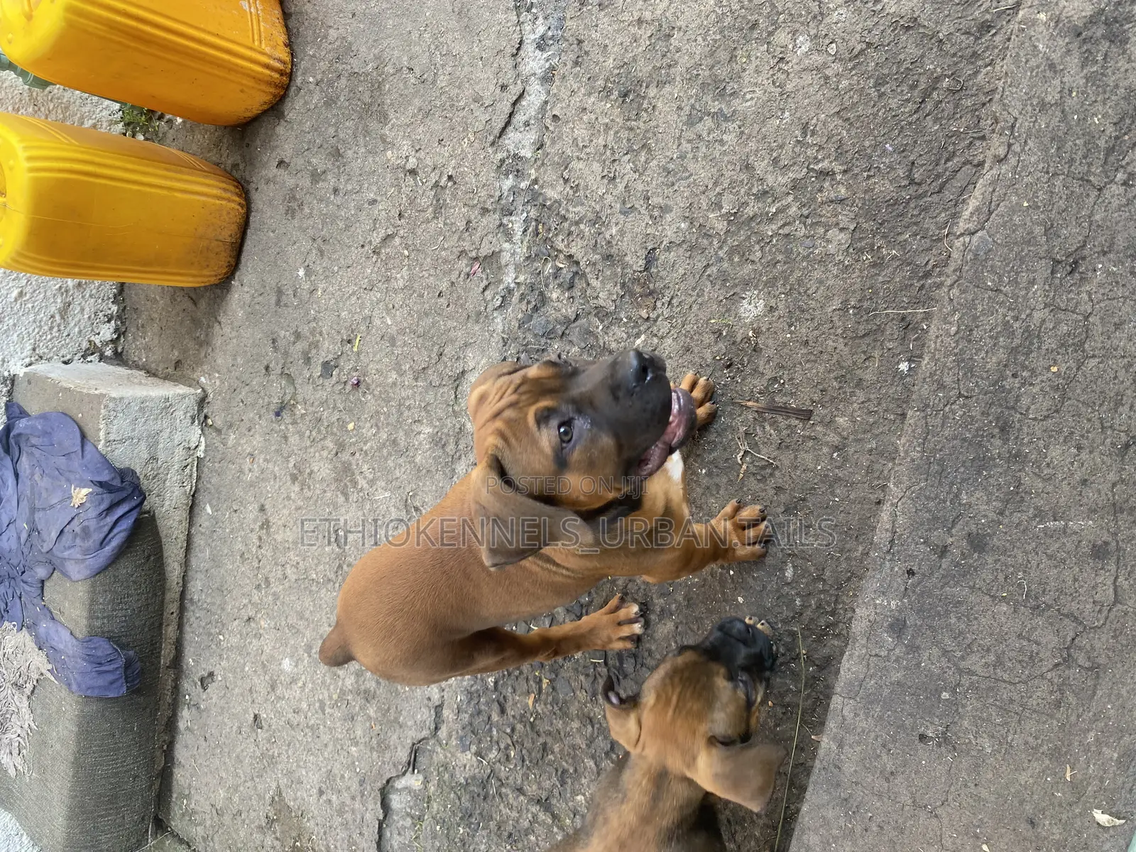 1-3 months Male Purebred Boerboel