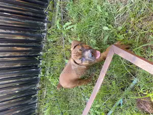 1-3 months Male Purebred Boerboel