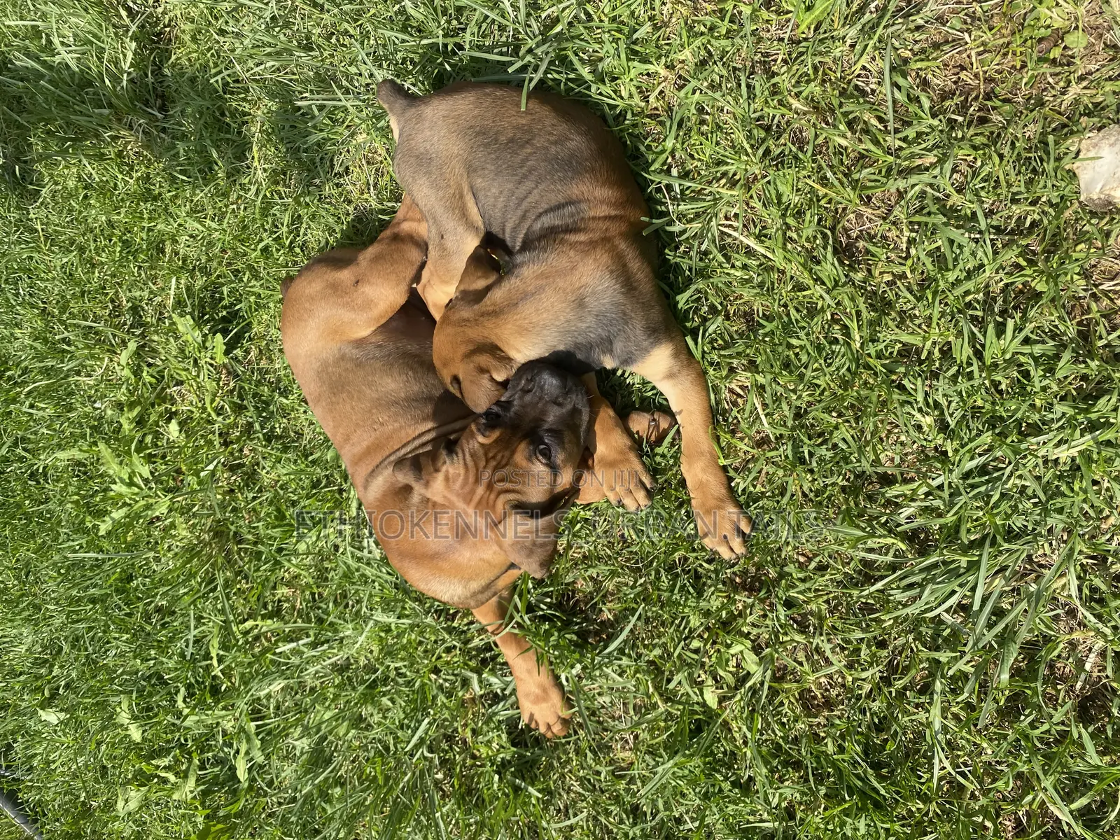 1-3 months Male Purebred Boerboel