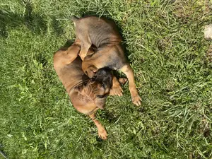 1-3 months Male Purebred Boerboel