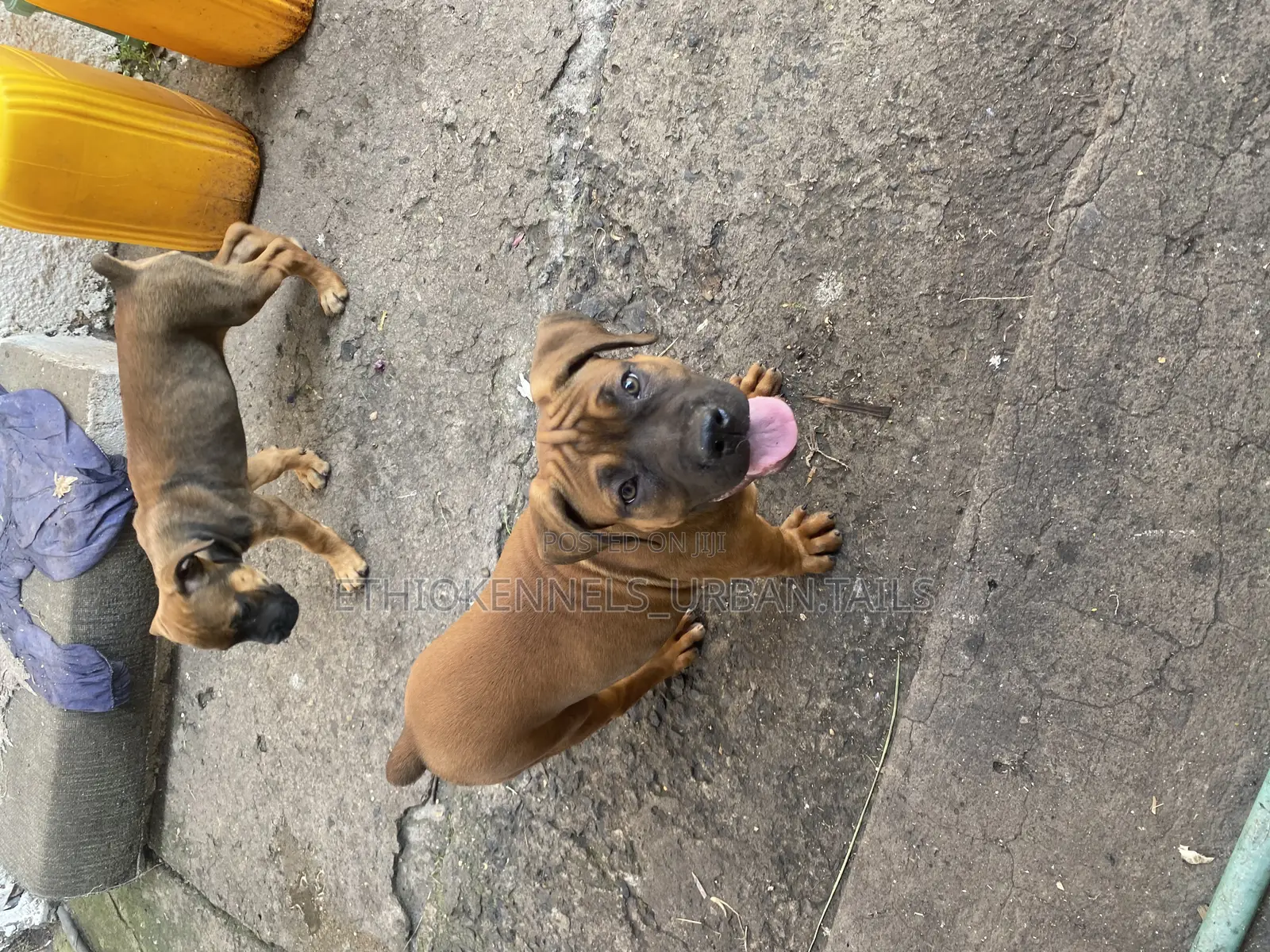 1-3 months Male Purebred Boerboel