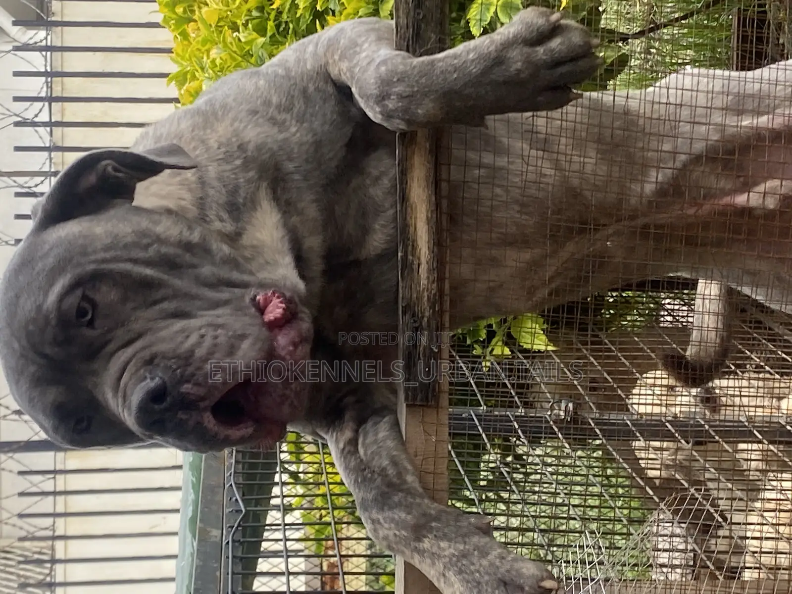 6-12 months Male Purebred Mastiff