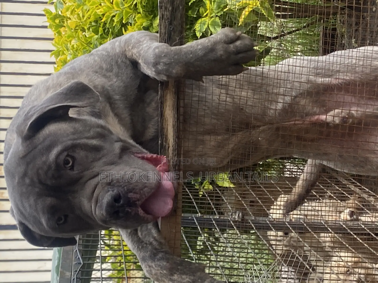 6-12 months Male Purebred Mastiff
