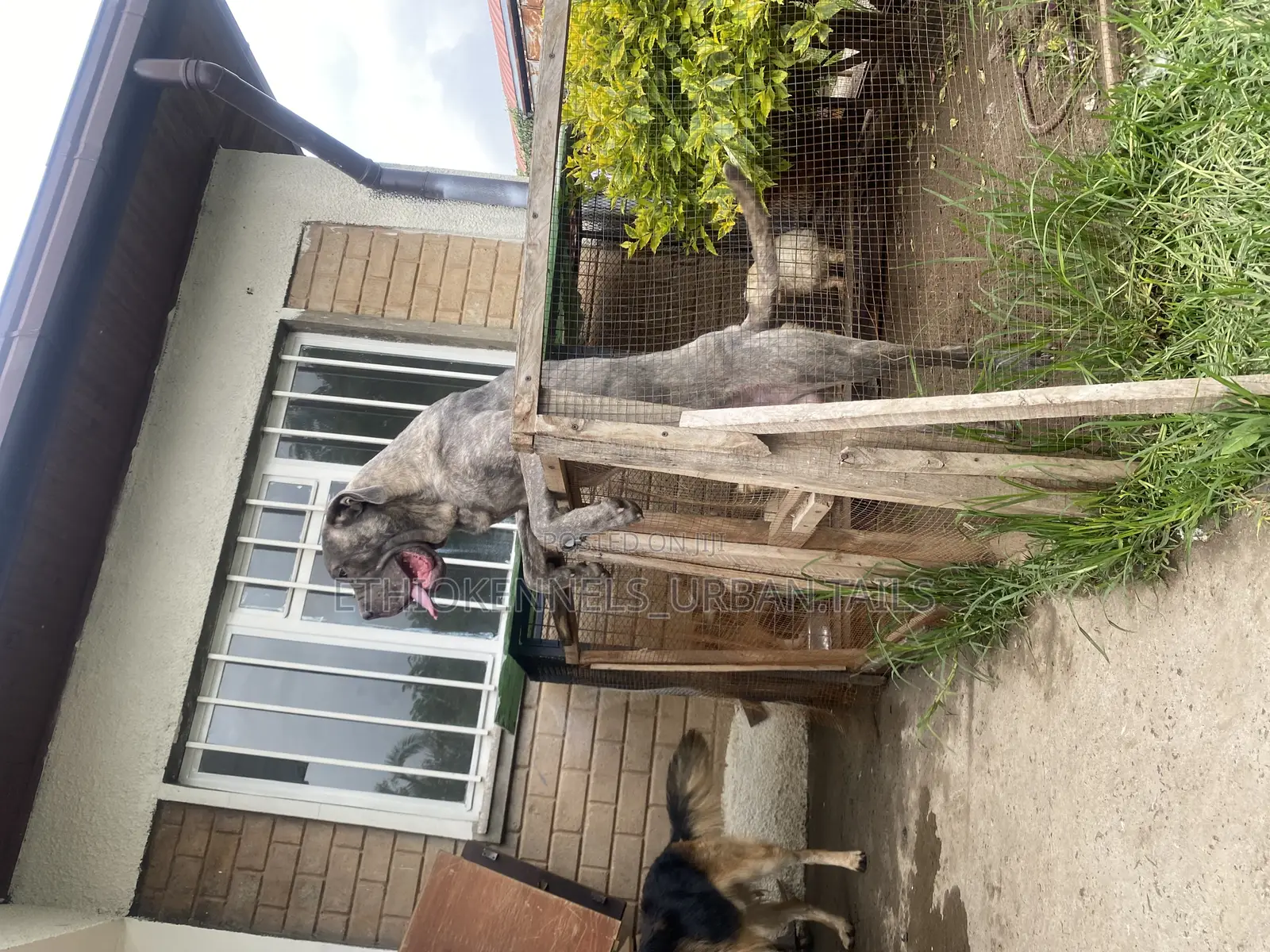 6-12 months Male Purebred Mastiff