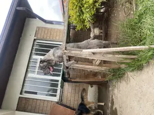 6-12 months Male Purebred Mastiff