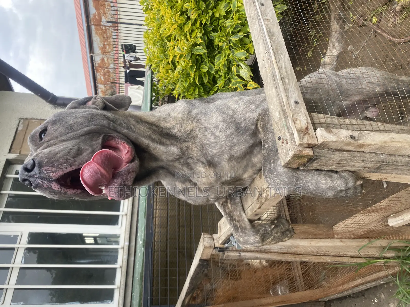 6-12 months Male Purebred Mastiff