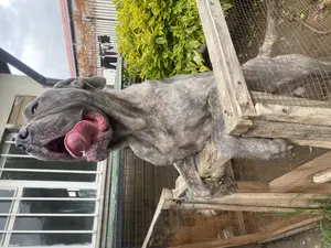 6-12 months Male Purebred Mastiff