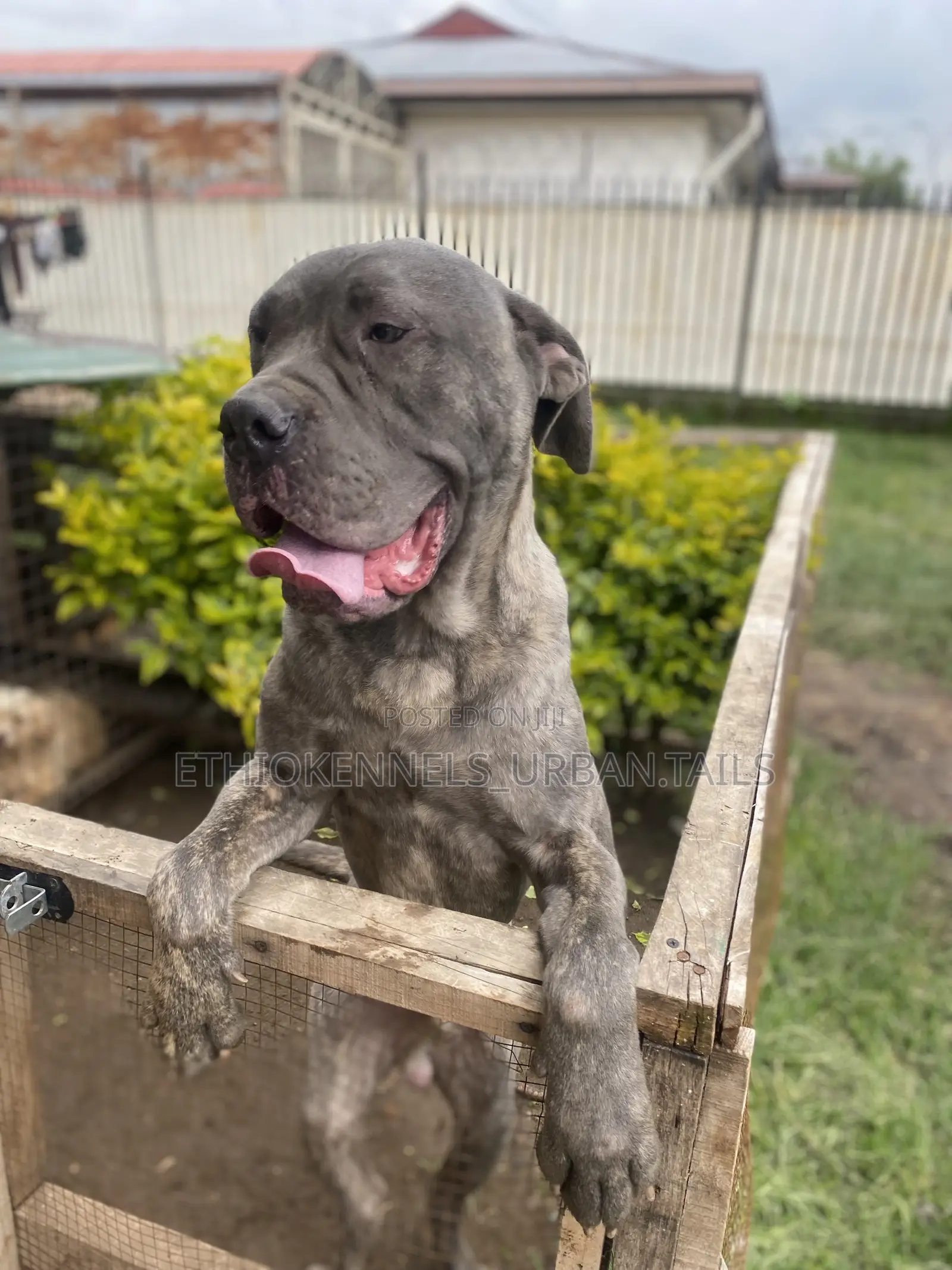 6-12 months Male Purebred Mastiff