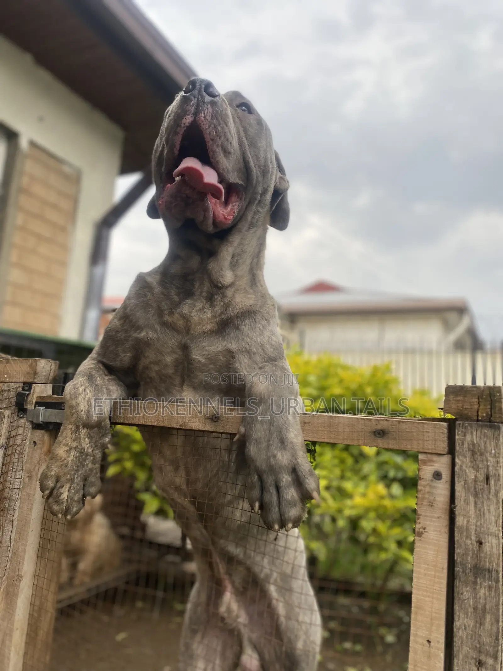 6-12 months Male Purebred Mastiff