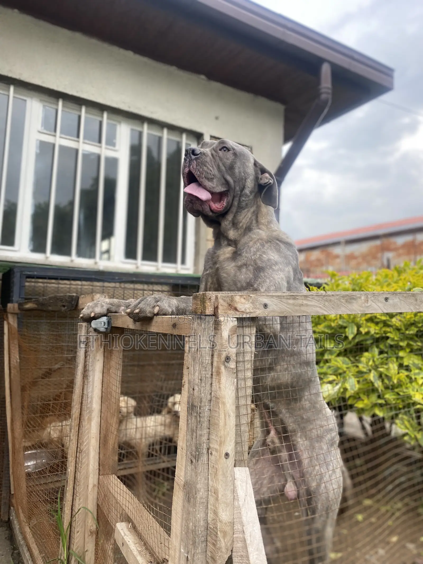 6-12 months Male Purebred Mastiff