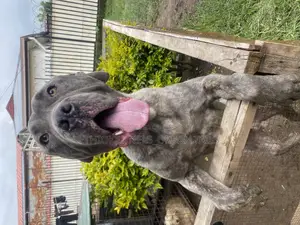 Photo - 6-12 months Male Purebred Mastiff