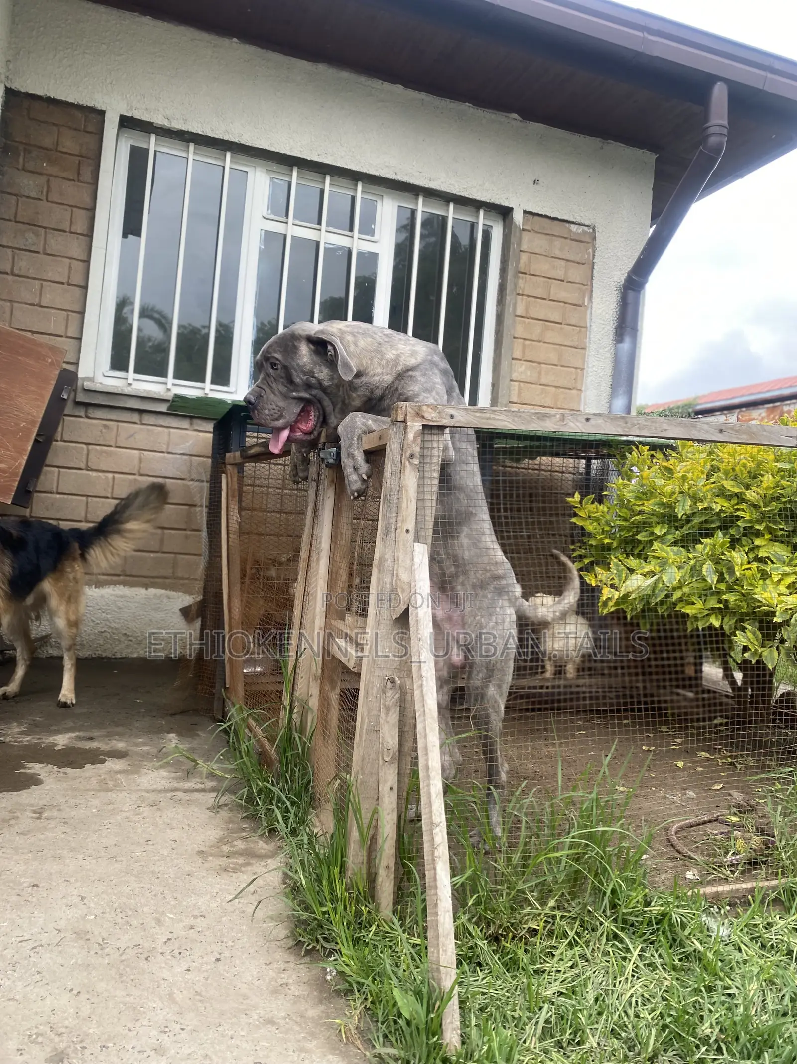 6-12 months Male Purebred Mastiff