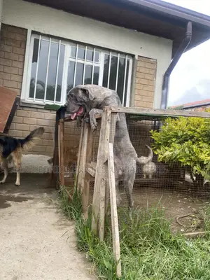 6-12 months Male Purebred Mastiff