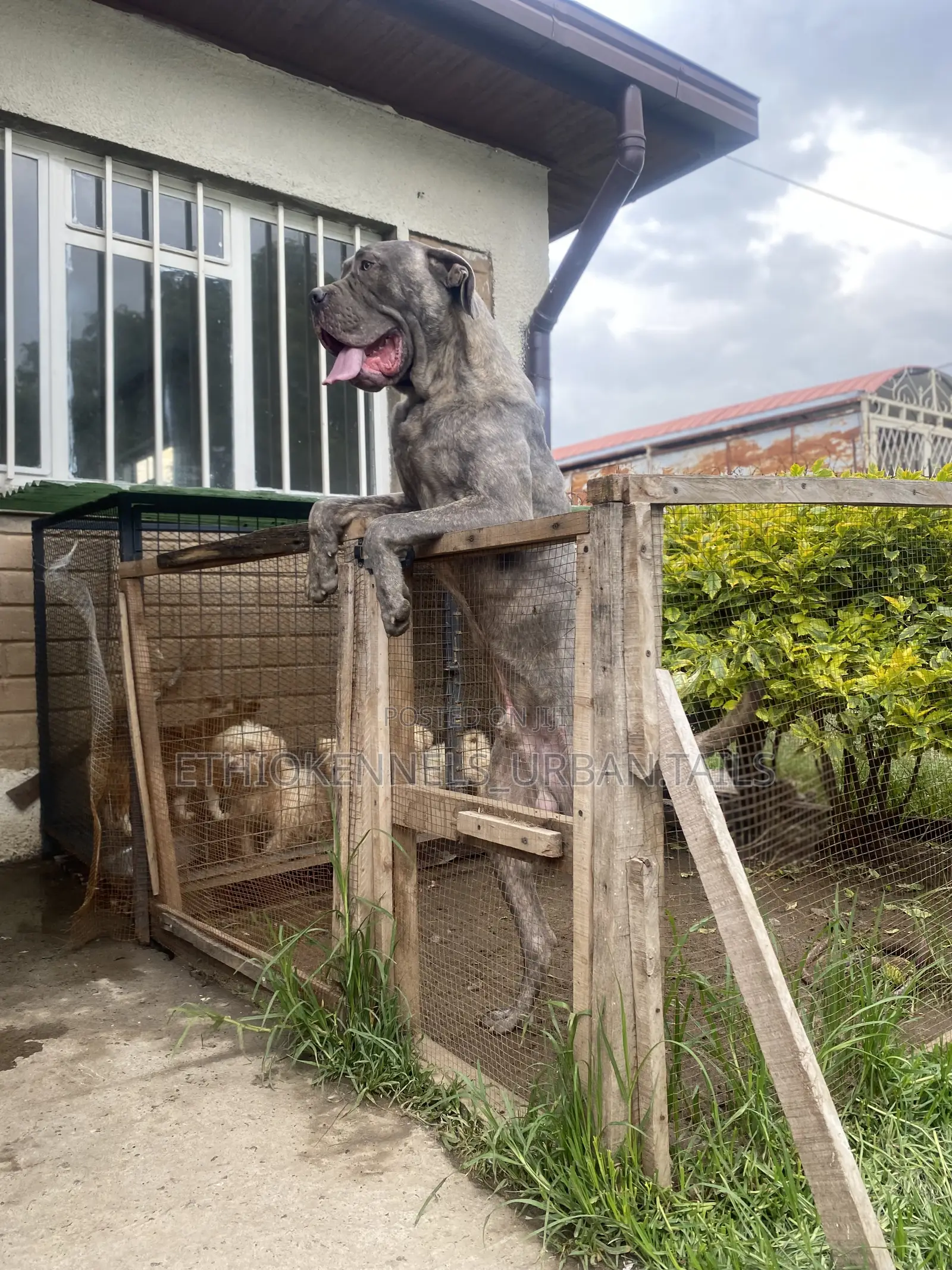 6-12 months Male Purebred Mastiff