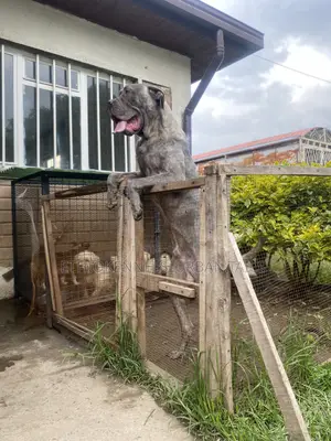 6-12 months Male Purebred Mastiff