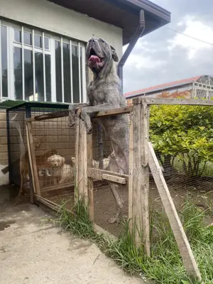 6-12 months Male Purebred Mastiff