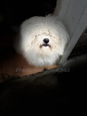 Photo - 6-12 months Male Purebred Maltese