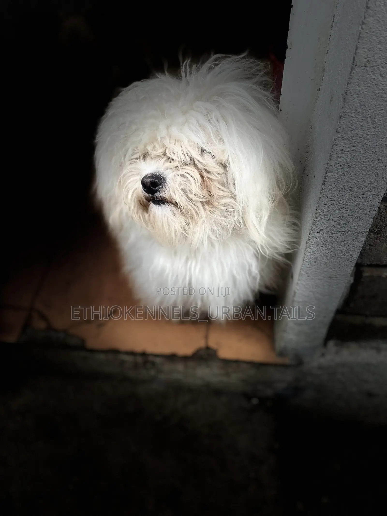 6-12 months Male Purebred Maltese