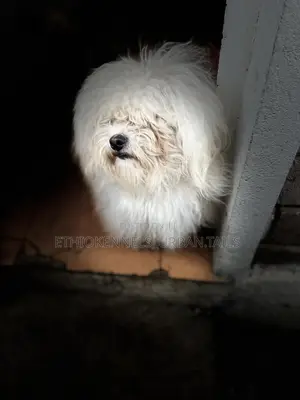 6-12 months Male Purebred Maltese