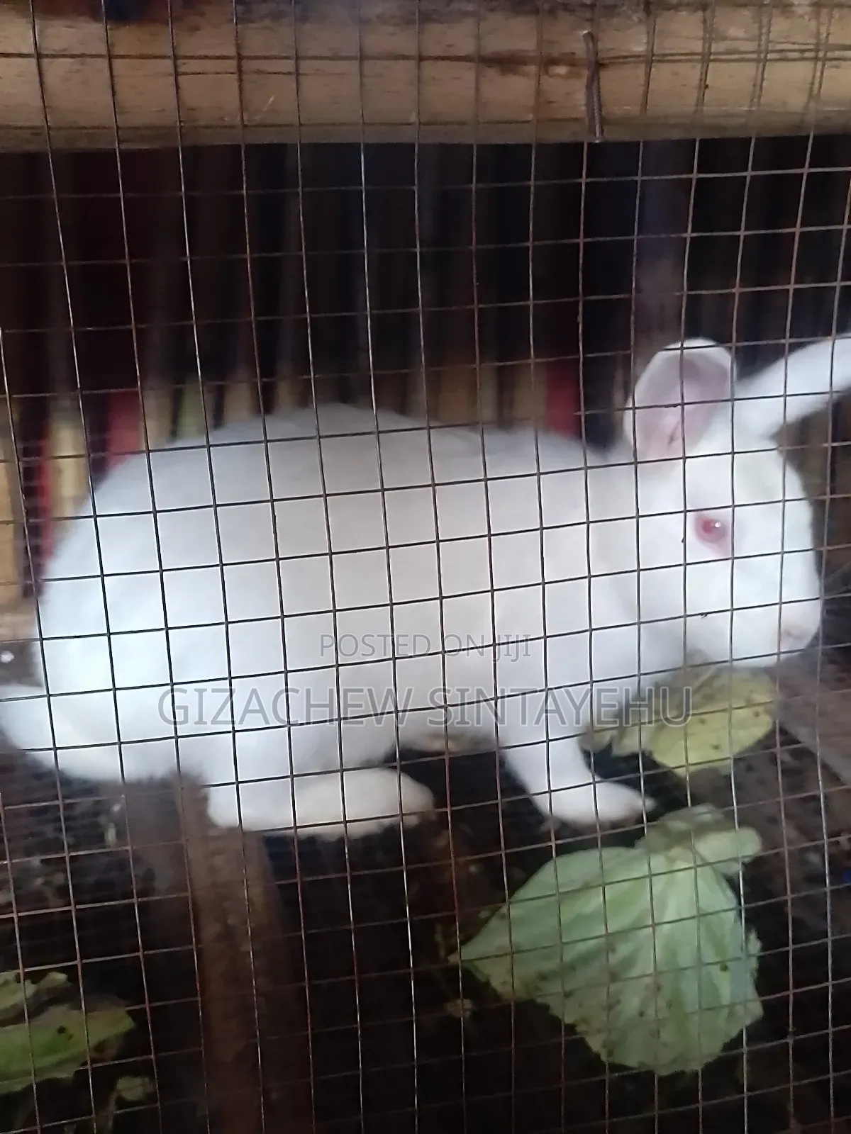 የ 1 አመት ሴት ጥንቸል