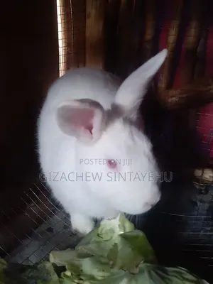 የ 1 አመት ሴት ጥንቸል