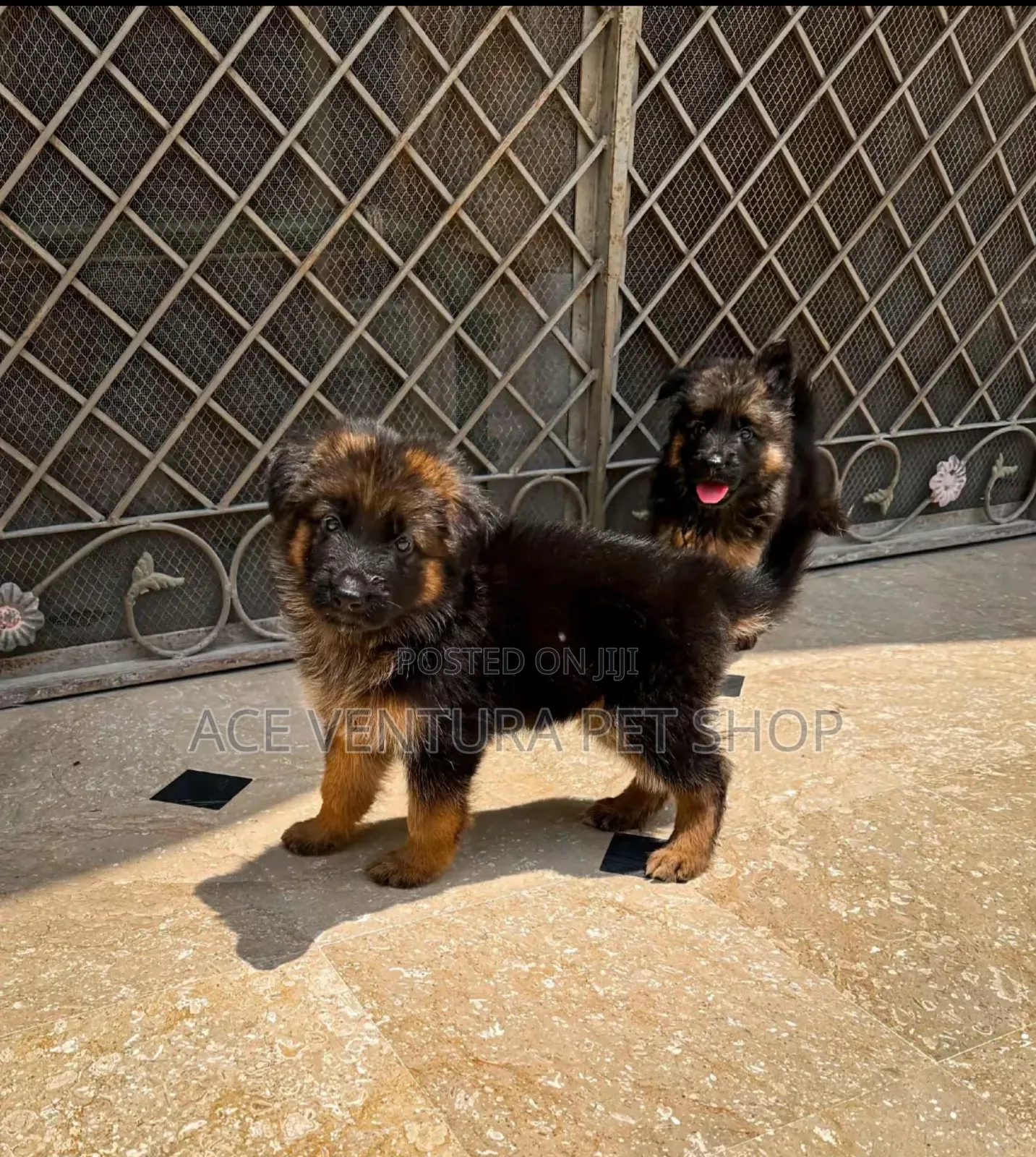 1-3 months Male Purebred German Shepherd