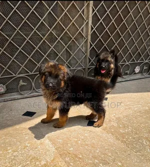 Photo - 1-3 months Male Purebred German Shepherd