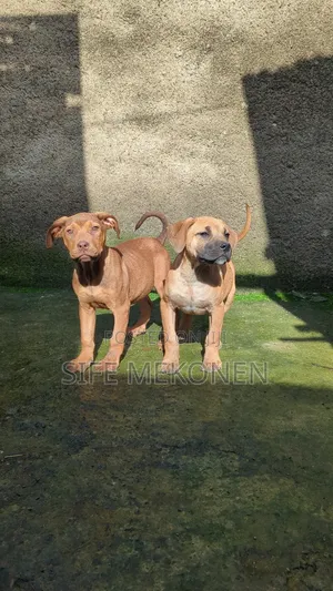 Photo - 1-3 months Male Purebred Boerboel