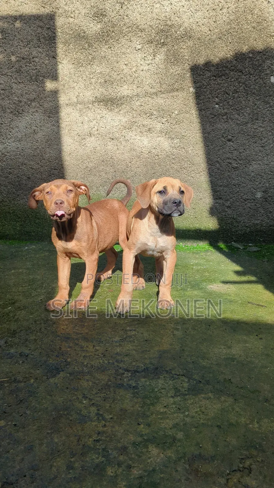 1-3 months Male Purebred Boerboel