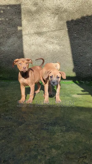 1-3 months Male Purebred Boerboel