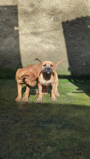 1-3 months Male Purebred Boerboel