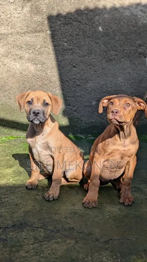 Photo - 1-3 months Male Purebred Boerboel