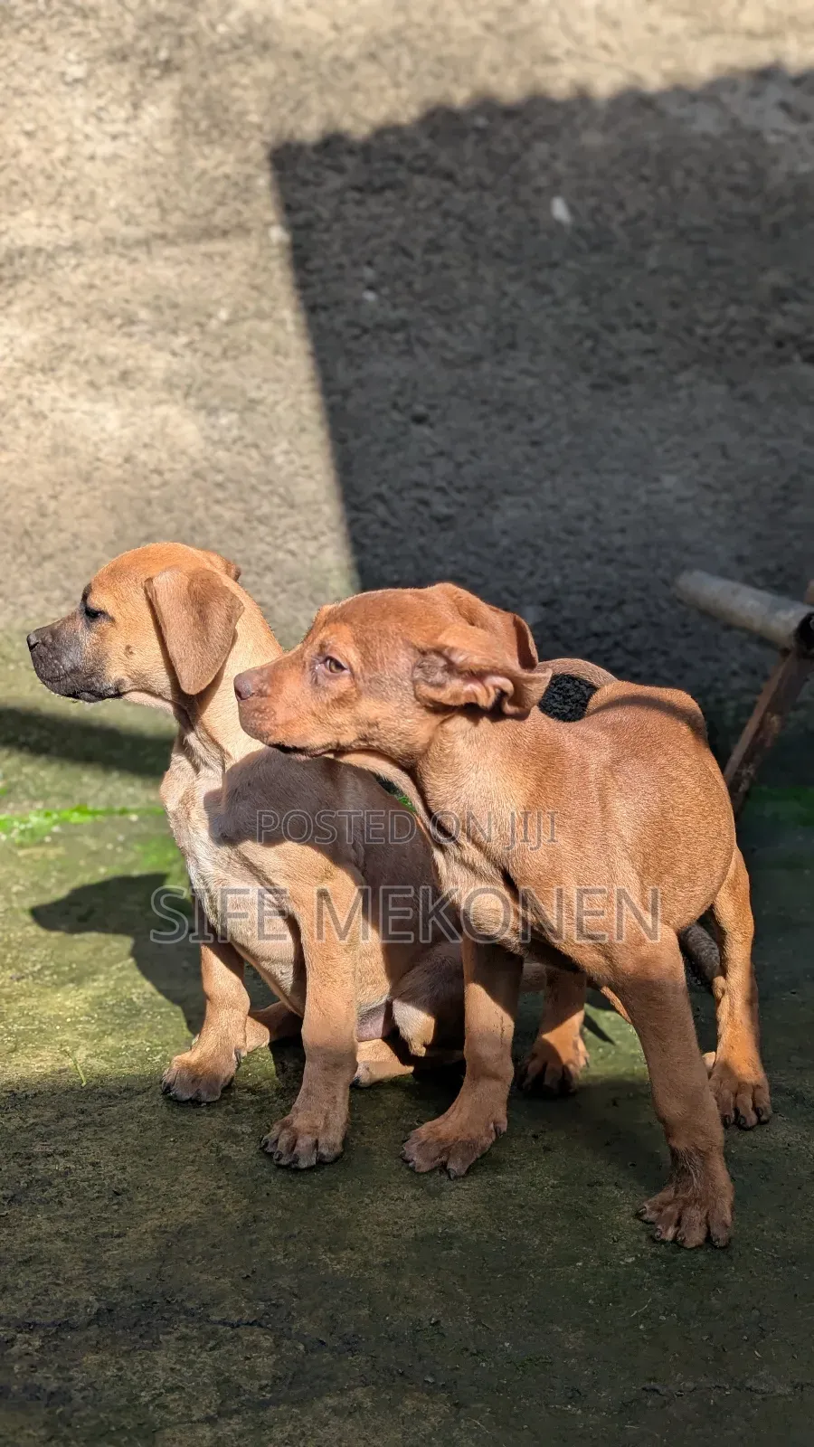 1-3 months Male Purebred Boerboel