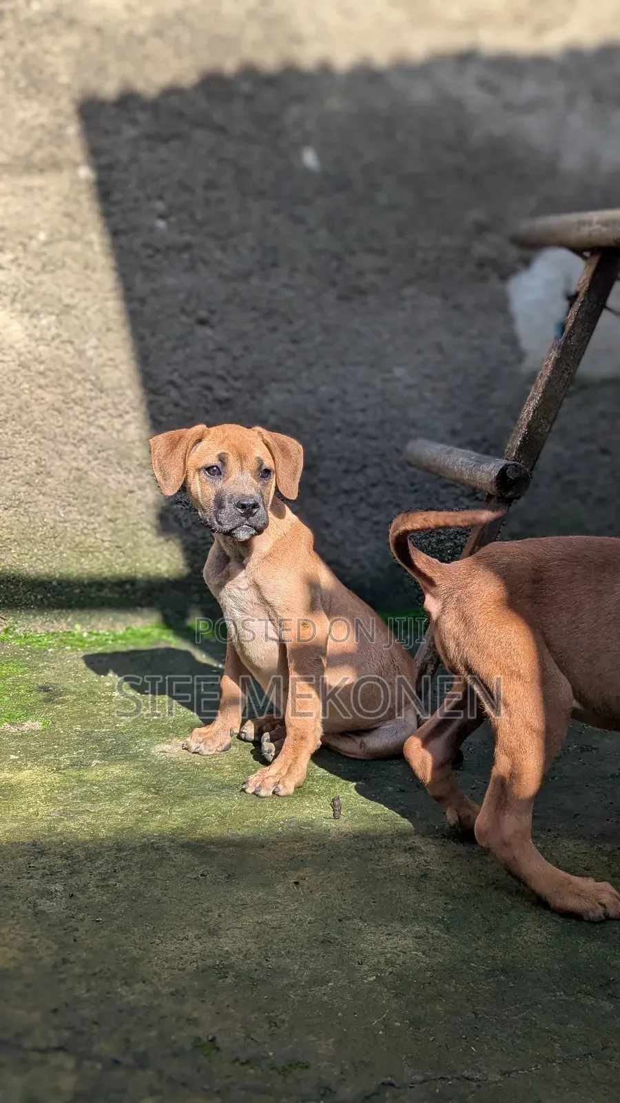 1-3 months Male Purebred Boerboel