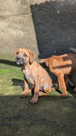 1-3 months Male Purebred Boerboel