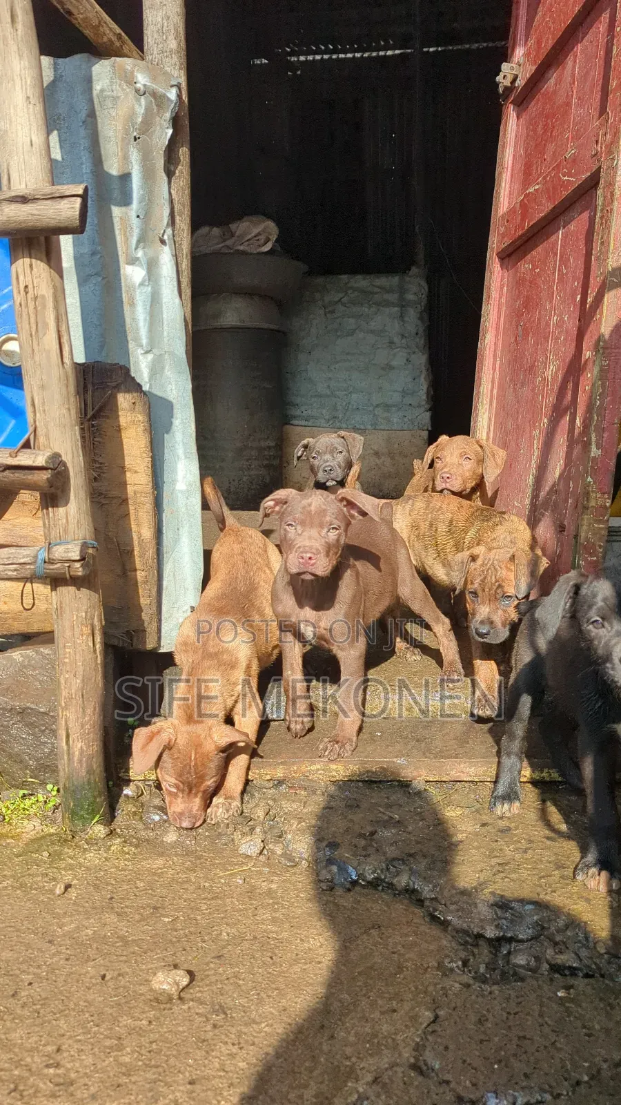 1-3 months Male Purebred American Pit Bull Terrier