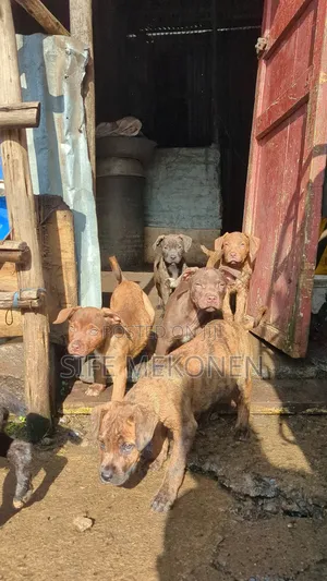 1-3 months Male Purebred American Pit Bull Terrier