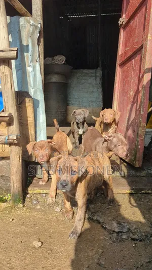 1-3 months Male Purebred American Pit Bull Terrier