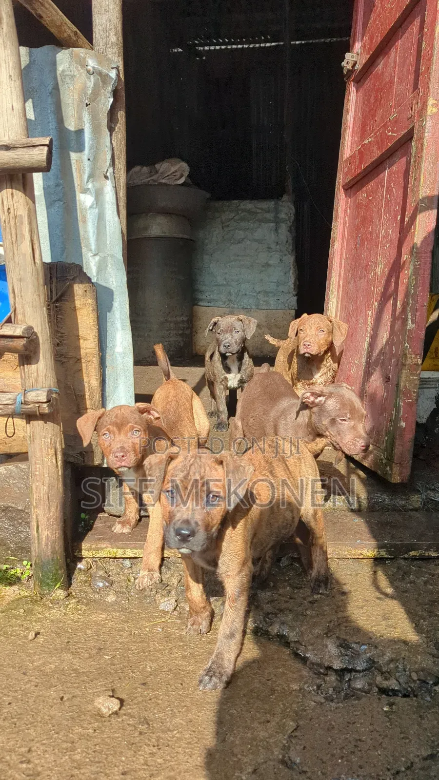 1-3 months Male Purebred American Pit Bull Terrier