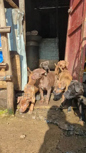 1-3 months Male Purebred American Pit Bull Terrier